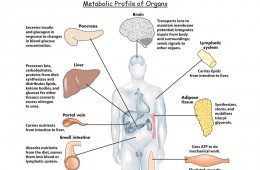 Metabolic Profile of Organs