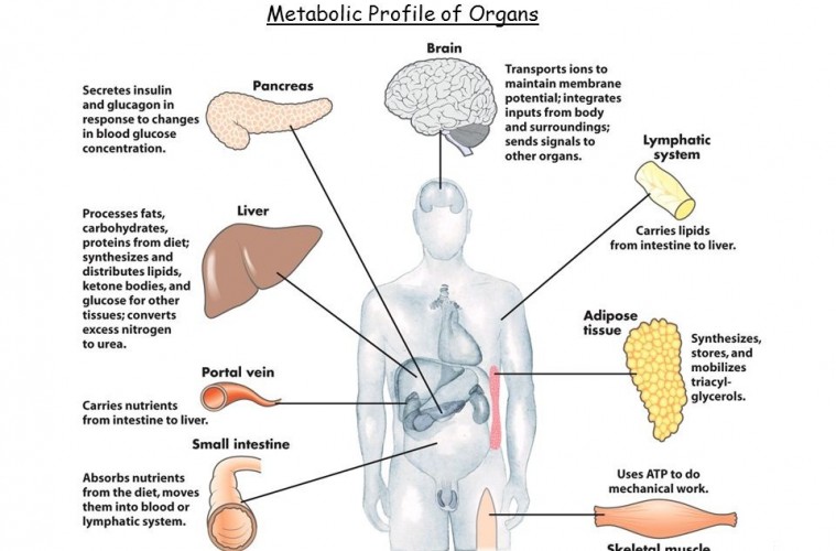 Metabolic Profile of Organs
